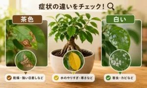ガジュマルの葉が茶色・白くなる症状の違いを比較したイメージ｜乾燥・カビ・害虫の見分け方