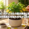 ガジュマルの葉が黄色くなる原因を確認しながら手入れしている様子｜水やり・根腐れ・日光不足対策のイメージ