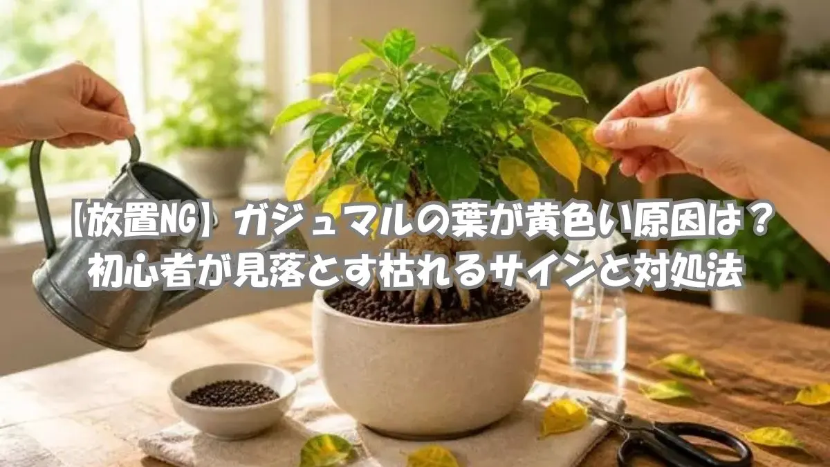 ガジュマルの葉が黄色くなる原因を確認しながら手入れしている様子｜水やり・根腐れ・日光不足対策のイメージ