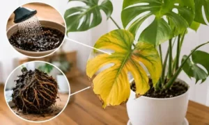 水のやりすぎで葉が黄色くなったモンステラと根腐れの症状イメージ