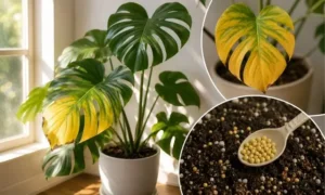 日光不足や栄養不足で葉が黄色くなったモンステラの症状イメージ
