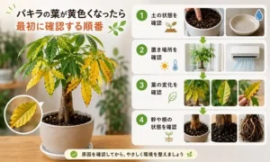 パキラの葉が黄色くなったときに確認したい土・置き場所・根の状態チェックガイド