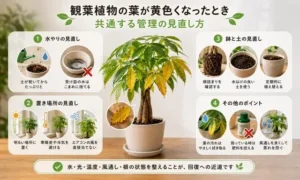 観葉植物の葉が黄色くなる原因と水やり・置き場所・根の見直しポイント