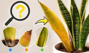 サンスベリアの葉が黄色くなる原因を症状別に解説した画像｜根腐れ・葉焼け・水不足の見分け方