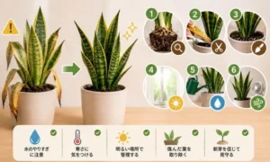弱ったサンスベリアを復活させる方法を解説した画像｜根腐れ対策・植え替え・管理改善の流れ