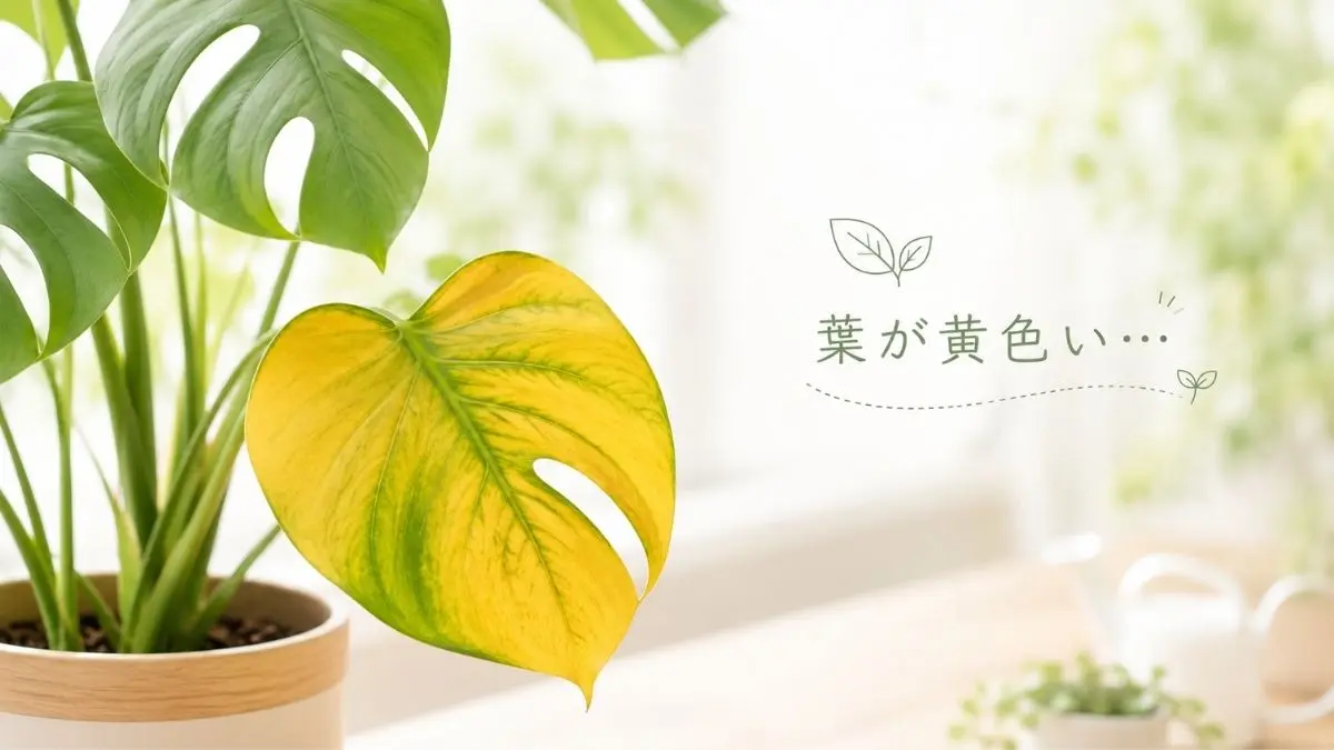 観葉植物の葉が黄色くなる原因と対処法を解説するカテゴリ画像｜モンステラの黄葉症状