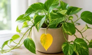 ポトスの葉が一枚だけ黄色い原因とは？自然な葉の寿命と注意したい変化を解説