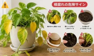 ポトスの根腐れサインを解説する画像｜葉が黄色い・土が乾かない・茎が黒い症状に注意