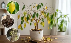 ベンジャミンの葉が黄色くなって落ちる原因を確認している観葉植物のトラブルイメージ