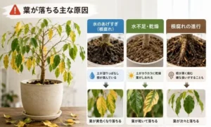 ベンジャミンの葉が落ちる原因を水やり・乾燥・根腐れ別に解説した比較イメージ