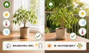 ベンジャミンを室内と屋外で管理する違いを比較した観葉植物の置き場所イメージ