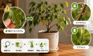 ベンジャミンの葉がベタベタする原因を解説する害虫チェック画像｜カイガラムシ・アブラムシの見分け方と対処法