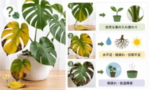 モンステラの葉が落ちる原因を症状別に解説した比較画像｜黄色・黒い葉の見分け方と確認ポイント