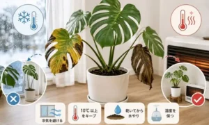 冬にモンステラの葉が落ちる原因を解説した画像｜寒さ・冷気・暖房によるダメージ対策
