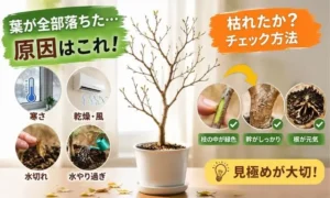 ベンジャミンの葉が全部落ちた原因を解説する画像｜寒さ・乾燥・水やり過ぎによる落葉と復活チェック方法