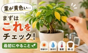 観葉植物の葉が黄色いときに最初に確認したいポイントを紹介するガジュマルの管理イメージ