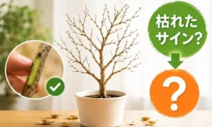ベンジャミンの葉が全部落ちた状態を解説する画像｜枯れたサインの見分け方と復活できるチェックポイント