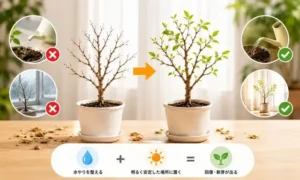 葉が全部枯れたベンジャミンを復活させる管理方法を解説する画像｜水やりと置き場所の改善で新芽を目指すポイント