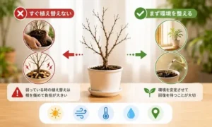 弱ったベンジャミンをすぐ植え替えない理由を解説する画像｜環境を整えて回復を待つ管理ポイント