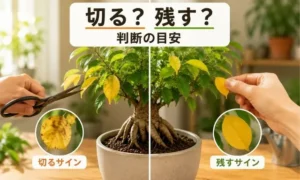 ガジュマルの黄色い葉を切るか残すか判断している様子｜葉の状態別の見分け方イメージ