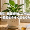 観葉植物に大量発生したコバエの原因と対処法をまとめたイメージ｜湿った土・幼虫・受け皿の水と駆除対策