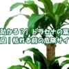 ドラセナの葉先が茶色い原因は？まだ助かる症状と枯れる前の危険サイン