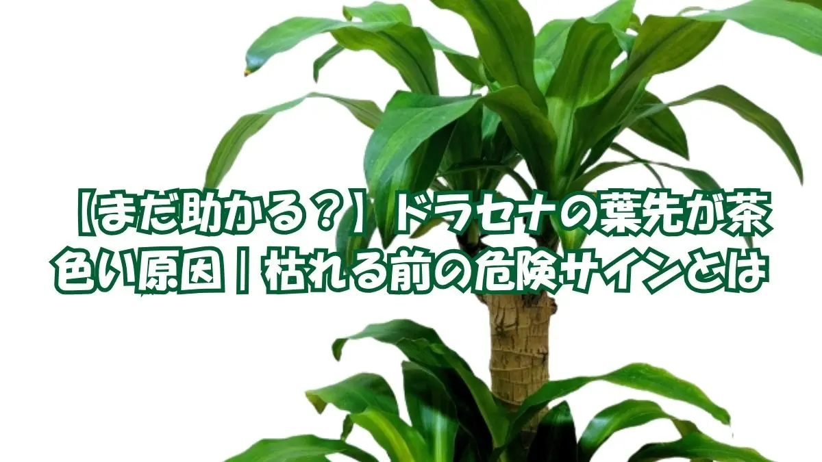 ドラセナの葉先が茶色い原因は？まだ助かる症状と枯れる前の危険サイン