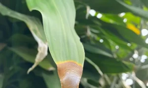 ドラセナの葉先が茶色く枯れる原因は？最初に確認したい症状の見分け方