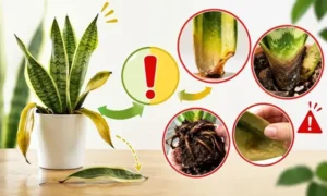 サンスベリアの葉が落ちる原因を解説する画像|根腐れ・葉腐れ・枯れるサインの見分け方