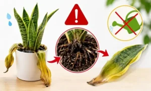 サンスベリアの根腐れで葉が落ちる症状を解説する画像|水のやりすぎによる枯れるサインと対処法