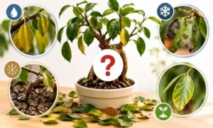 ガジュマルの葉が黄色・黒・茶色に変色して落ちる原因を症状別に比較したイメージ画像