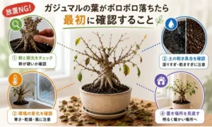 ガジュマルの葉が大量に落ちたときに確認したい幹・土・置き場所のチェックポイント画像