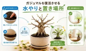 葉が落ちたガジュマルを復活させるための水やりと置き場所のコツを解説した画像