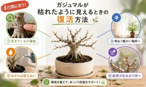 葉が落ちたガジュマルの幹の確認方法や水やり、置き場所の見直しポイントを解説する画像