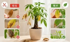 パキラの枯れた葉を切るべき状態と残してよい葉の違いを比較した管理ガイド