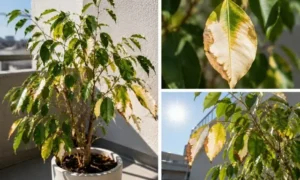ベンジャミンの葉焼け症状のイメージ｜夏の直射日光で白く変色した葉と強い西日のダメージ
