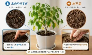 ベンジャミンの水やりチェック方法｜水のやりすぎと水不足を土の状態で見分ける比較イメージ