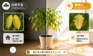 ベンジャミンの日照不足と葉焼けの違いを比較した画像｜黄色い葉の特徴と置き場所の見分け方