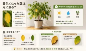 ベンジャミンの黄色い葉は元に戻る？剪定するべき葉と様子を見る葉の違いを解説した比較画像