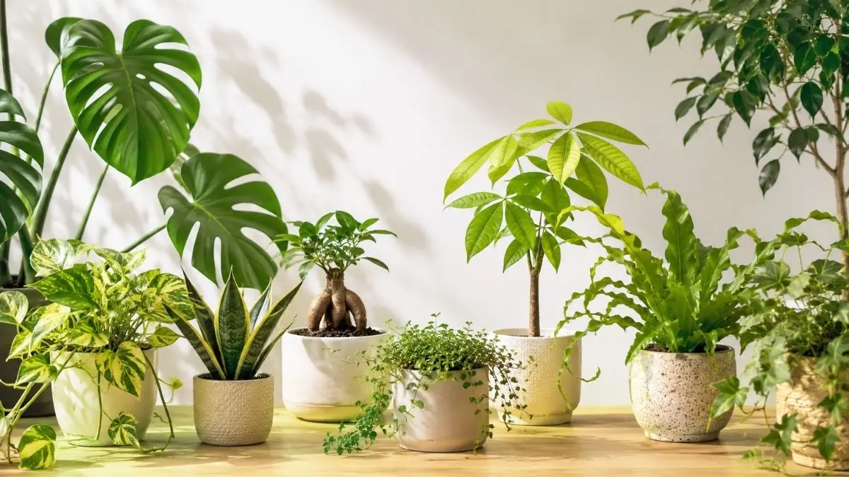 観葉植物の葉トラブルをイメージしたモンステラ・パキラ・ポトスなどの室内グリーン