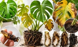 モンステラの根腐れ症状を比較した画像｜黄色い葉・黒い根・腐った茎の危険サイン