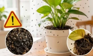 観葉植物の土から大量のコバエが発生し、湿った土や根腐れ状態を示しているイメージ