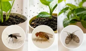 観葉植物の土から発生する小さい黒い虫の種類を比較しているイメージ｜キノコバエ・ショウジョウバエ・チョウバエの違い