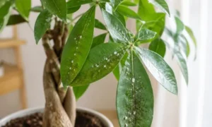 パキラの葉に白い虫と黒い汚れが発生している様子｜カイガラムシとすす病の初期症状