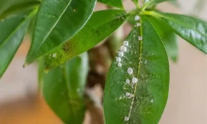 パキラの葉に白いカイガラムシが大量発生している様子｜葉裏に付く白い害虫の症状