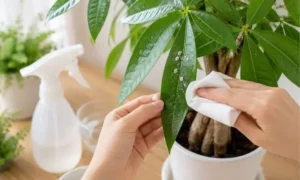 パキラの葉についた白い虫とベタベタを拭き取って対処している様子｜カイガラムシ対策