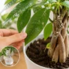 パキラの葉と幹に発生した白い虫を確認しながら対処している様子｜カイガラムシ被害と駆除方法