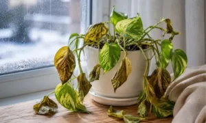 冬の窓際で葉がしおれて弱ったポトス｜寒さで黄色く変色した観葉植物の症状例