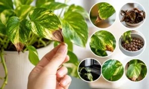 ポトスの葉先が茶色く枯れる原因を比較する症状イメージ｜乾燥・根腐れ・日焼けの見分け方