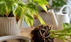 水の与えすぎで根が弱りポトスの葉先が茶色く枯れた状態｜根腐れ初期の症状イメージ